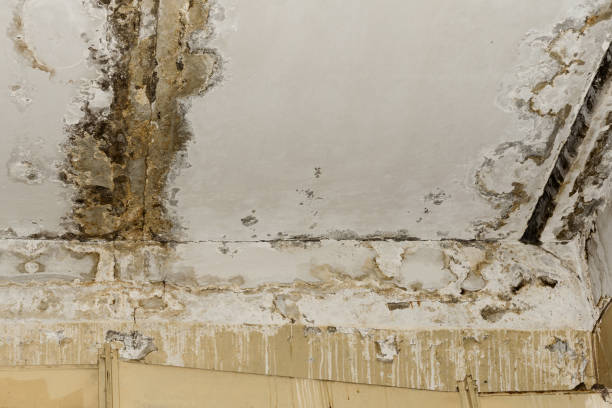 Mold Documentation for Insurance Claims in Ilchester, MD